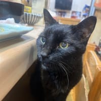 看板猫のいるお店で猫飲み 2 (2408-1)