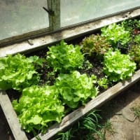 何故僕らは野菜を育てるのか。　家庭菜園をする理由。