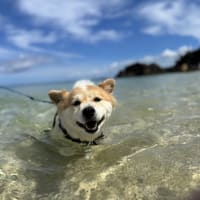 恩納村に里帰り