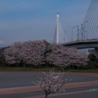 31/Mar  ソメイヨシノと富士山🗻とカワセミとダイヤモンド富士