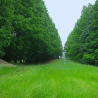昭和記念公園散策