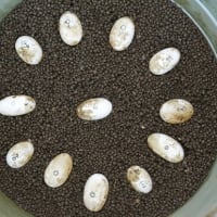 ニホンイシガメの卵回収
