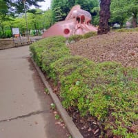 タコ