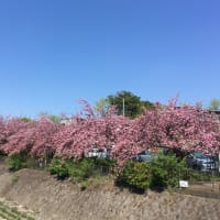 桜パトロール2021 その6