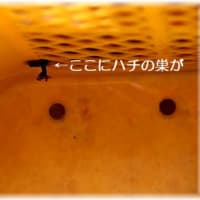 ハチの巣「セグロアシナガバチ」