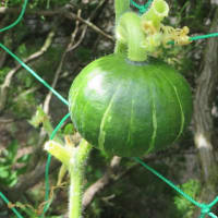 実物野菜！