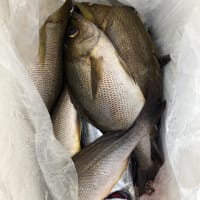 2号船午前便タテ釣り、午後便イサキ釣り