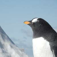 ジェンツーペンギン