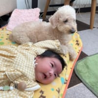 愛犬コットンと孫の潤花(うるは)ちゃん！！！