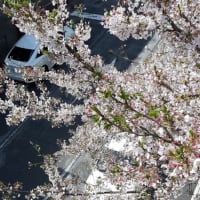 桜木町の桜とフレンチクルーラー