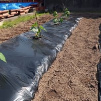 家庭菜園　苗植え