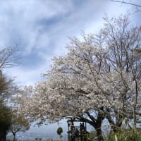 客坊谷展望台の桜は満開