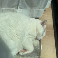 14歳（推定）になりました