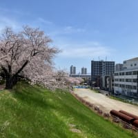 桜🌸日光浴☀️　2025-4.8+9