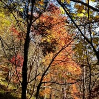 紅葉の八重山