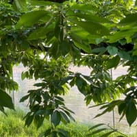 悲惨な状況だ・・・の巻