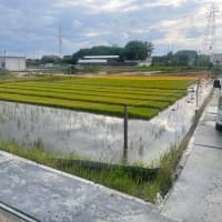 茨木市高槻市摂津市の市堺付近　㈱トーナイ買い取りセンター近くにスーパービバホームとロピアが出現　米が山積み