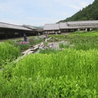 掛川市・加茂花菖蒲園