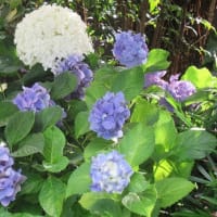 6月の終盤、夏の先駆けの花も咲き出す（埼玉・所沢）