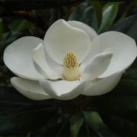 21日、京都府立植物園からの真夏日だより＆癌治療