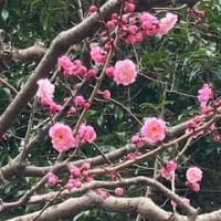 昭和記念公園、河津桜、梅園見頃、クロッカス咲き始め