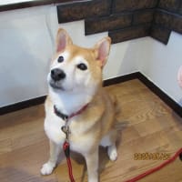 ２０２５．５．１９．２０．２３のわんちゃん(=^ェ^=)