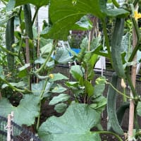 小さ菜園