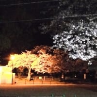 桜の色がどんどん白くなっている気がする