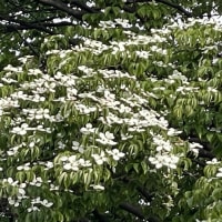 山法師の花