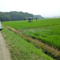 ドローンを活用した水稲の幼穂形成期追肥作業を取材しました