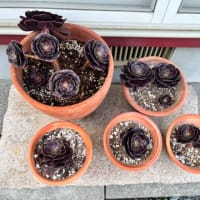 帰宅してから黒帽子を確認
