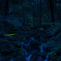 ヒメボタル 東京都内の生息地
