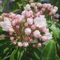 カルミアの花