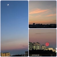 ２０２５・６・２９～７・１雲・アガパンサス・ムクゲ・１輪咲いたコオニユリ