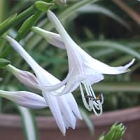 夏至のJULIEdayに。擬宝珠二番花咲いて