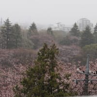 今年の桜