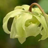 鉢植えの食虫植物（１）サラセニア  ａ、フラバ