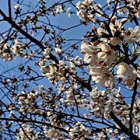今年の桜は気まぐれモード
