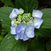 今日もまた雨…(-＿-)ｳｰﾑ　雨だからか…あちこち痛い…過去の紫陽花たち♪