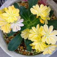 華さんご　お花が増えてきました 　他　20250604