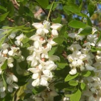 早朝の散歩　植物調べ２
