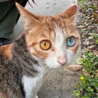 三毛猫のオッドアイ