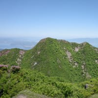 雲仙普賢岳のミヤマキリシマ