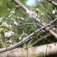 「船原吉野」開花