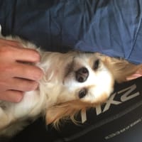 定型犬。
