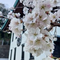 3月19日明正寺桜。