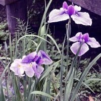 花菖蒲