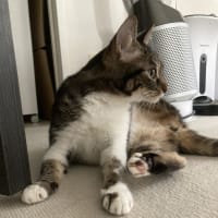  本日の猫たち#232