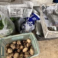 男爵とニンニクの収穫日～菜園ライフ４２１