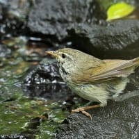いつもの公園